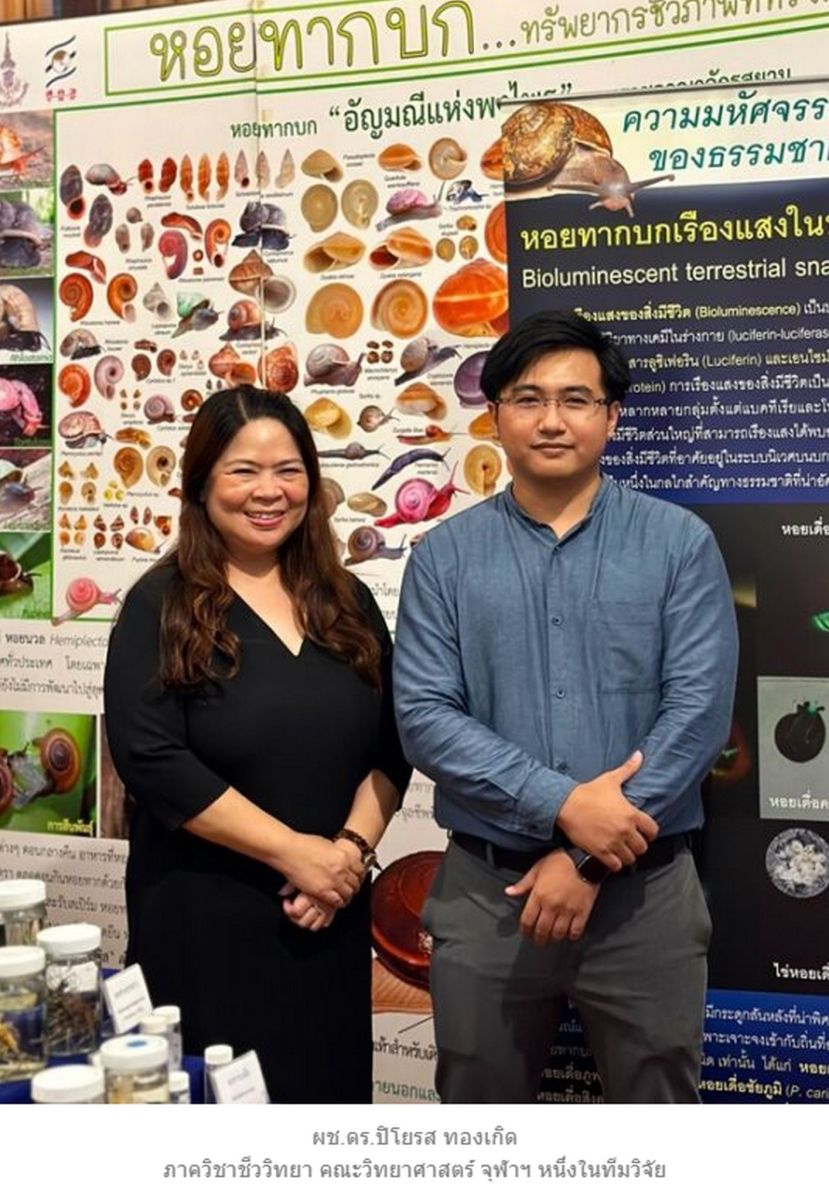 külotsiz ayollar dumbalari