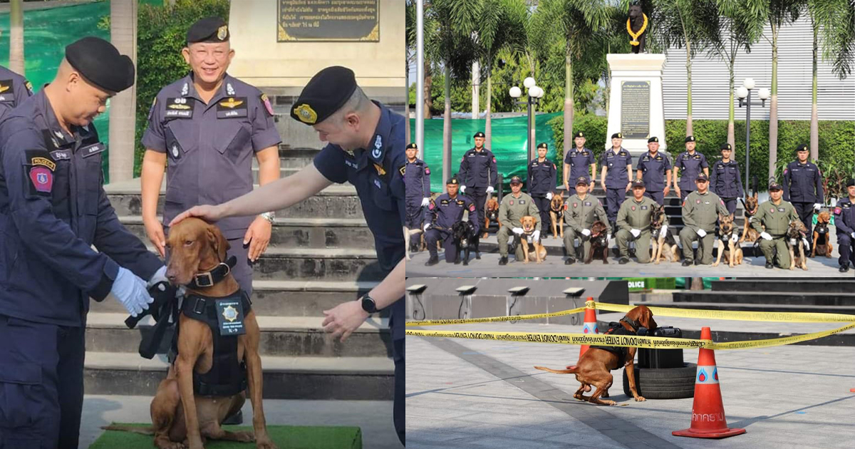 “กองกำกับการสุนัขตำรวจ” จัดพิธีมอบยศตำรวจตรี และรางวัลให้สุนัขตำรวจดีเด่น