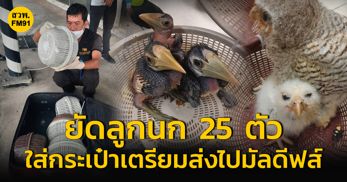 ยัดลูกนกหายาก 25 ตัว มูลค่ากว่า 1 แสนบาท ใส่ในกระเป๋าเตรียมลักลอบส่งจากไทย ไปมัลดีฟส์