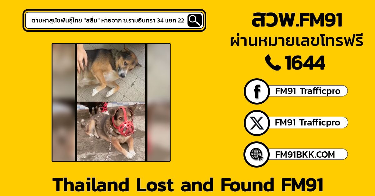 "สลิ่ม" สุนัขพันธุ์ไทย หายจาก ซ.รามอินทรา 34 แยก 22