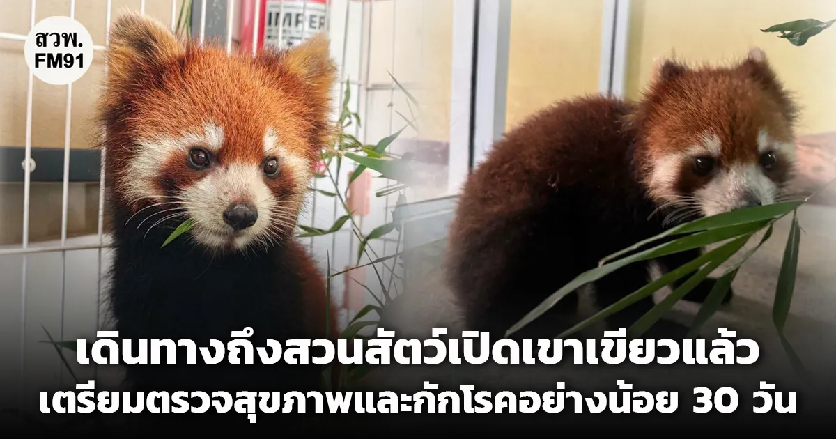 ถึงบ้านใหม่แล้ว! สวนสัตว์เปิดเขาเขียวรับ “แพนด้าแดง” ถึงที่หมายปลอดภัย เตรียมตรวจสุขภาพและกักโรคอย่างน้อย 30 วัน