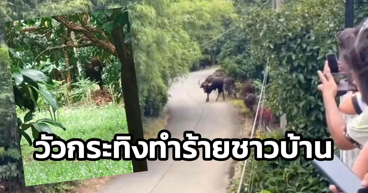 วัวกระทิง บุกสวนผลไม้ และทำร้ายชาวบ้านบาดเจ็บ 3 ราย ที่ตำบลฉมัน อำเภอมะขาม จังหวัดจันทบุรี จนท.วางแผนผลักดันกลับป่า