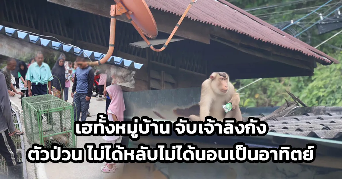 เฮทั้งหมู่บ้าน เจ้าหน้าที่ยิงยาสลบสอยร่วง จับเจ้าลิงกัง ตัวป่วน สร้างความวุ่นวาย กัดสัตว์เลี้ยง รื้อค้นข้าวของ ไม่ได้หลับนอนเป็นอาทิตย์ อ.เบตง จ.ยะลา